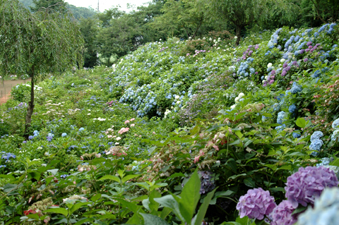 茨城のあじさいの名所 みんなで紫陽花めぐり