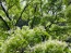 なんじゃもんじゃ(ヒトツバタゴ)の花